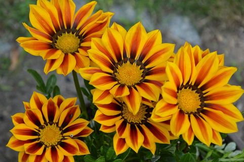 花,黄红,太阳 花,黄红,太阳
