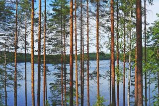 湖，意见，松树，水，蓝色，性质，景观，树木