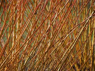 牧场，树，植物，褪色的柳树，分支机构