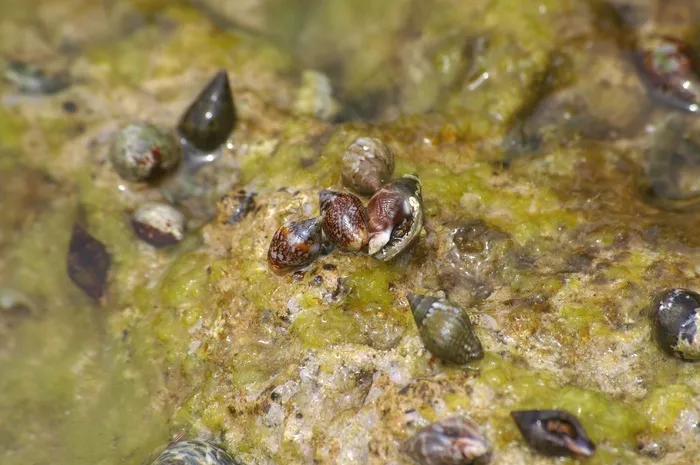 蜗牛，蜗牛壳，海藻海，地中海，贝壳
