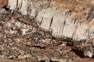 白桦树皮，树皮，桦木，树皮，结构，关闭