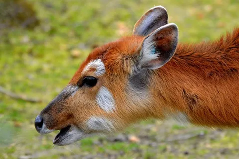 鹿，动物，哺乳动物