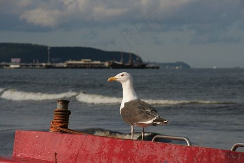 波罗的海沿岸，波兰，索波特，船，鸟，海鸥