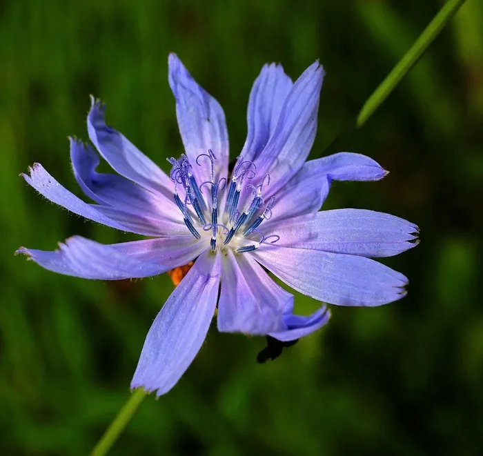 菊苣，花，开花，厂，性质，关闭