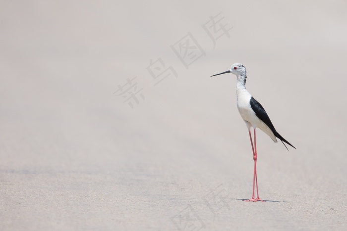 生活，美女，场景，鸟，精致，野生动物，海滩
