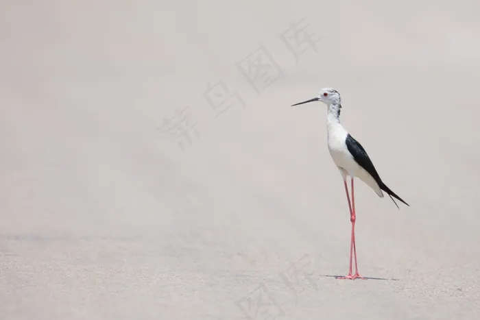 生活，美女，场景，鸟，精致，野生动物，海滩