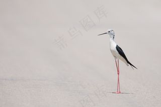 生活，美女，场景，鸟，精致，野生动物，海滩
