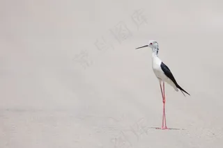 生活，美女，场景，鸟，精致，野生动物，海滩