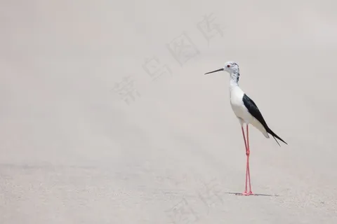 生活,美女,场景,鸟,精致,野生动物,海滩 生活,美女,场景,鸟,精致,野生动物,海滩