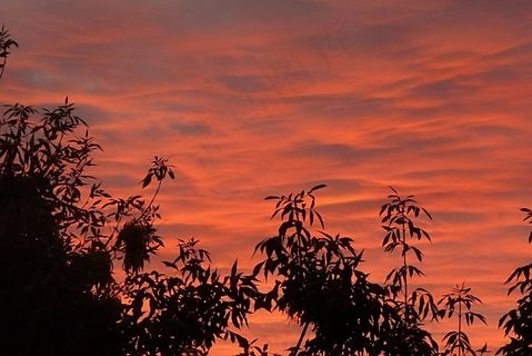 日出，云团，黎明，树枝，树，阴影，风景