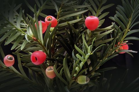 紫杉,红豆杉,植物,布什,长春,紫杉家庭 紫杉,红豆杉,植物,布什,长春,紫杉家庭