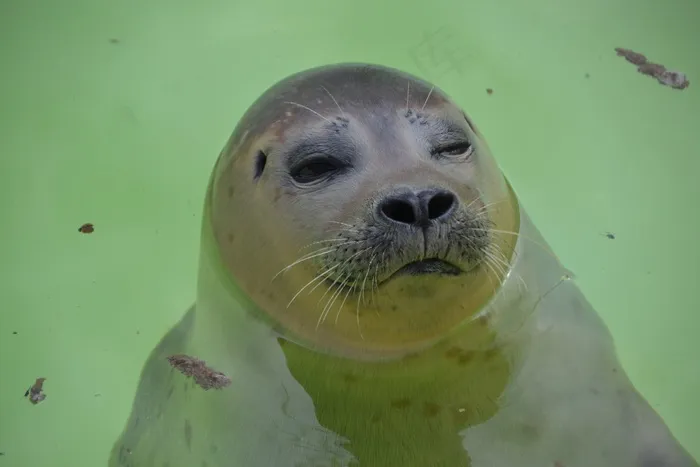 长袍，动物，水，哺乳动物，动物世界，北海