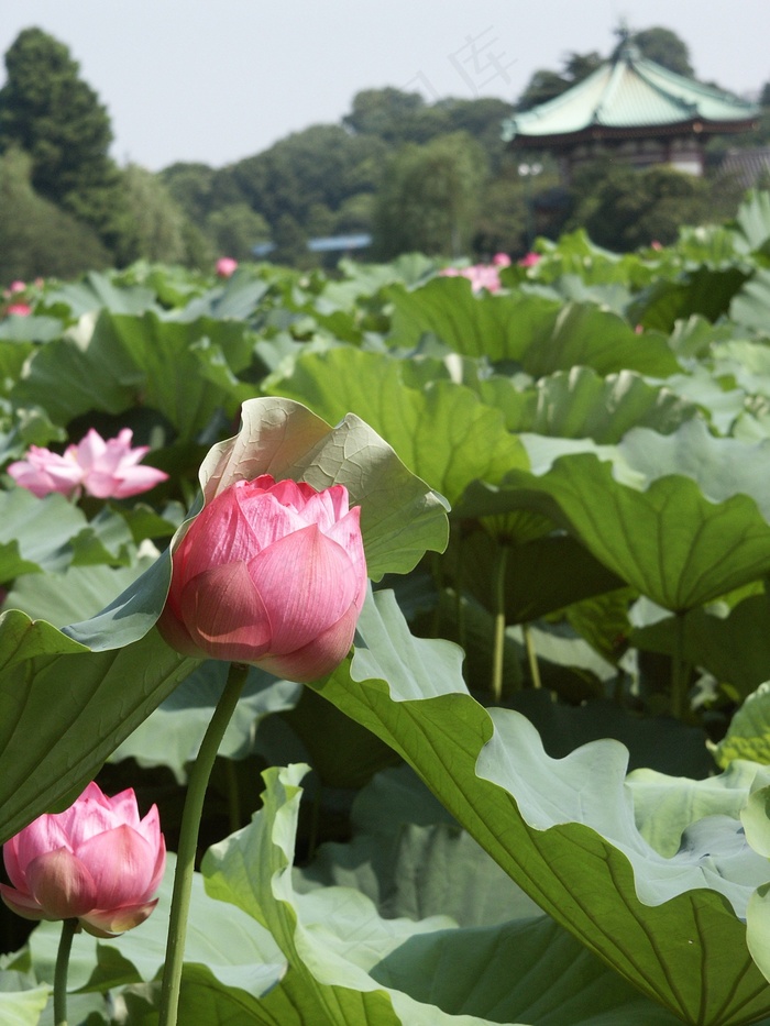 鲜花，非池塘，荷花，夏天，花园，春天，粉红色