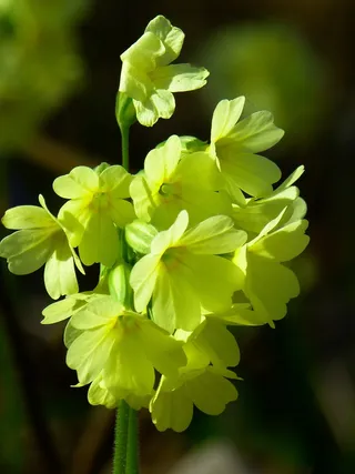 Cowslip，森林报春花，高月见草