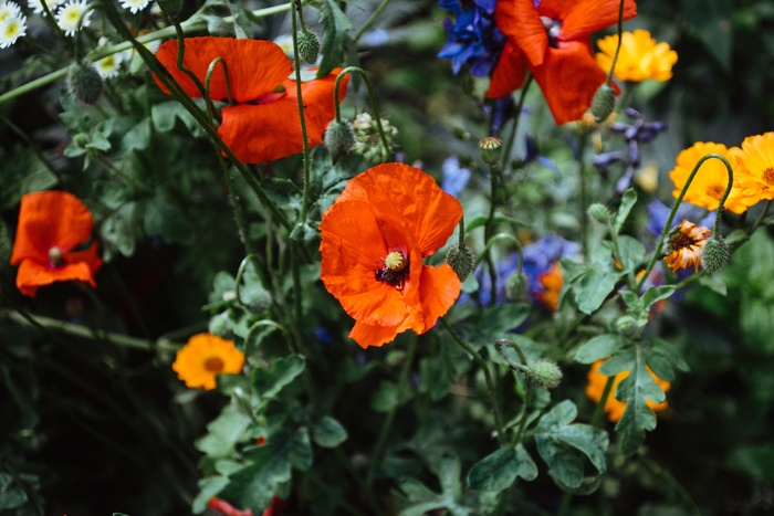 花卉,罂栗花,万寿菊,虞美人,冰岛罂粟,盛开的罂粟