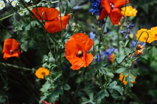 花卉,罂栗花,万寿菊,虞美人,冰岛罂粟,盛开的罂粟
