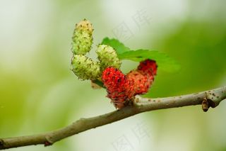 桑berries，红色，水果，浆果，桑berry，甜，新鲜