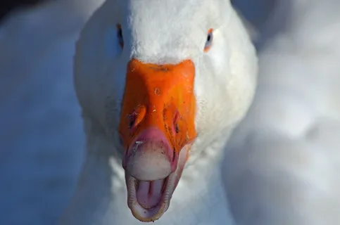 鹅，鸟，家禽，家养的鹅，比尔，头