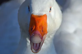 鹅，鸟，家禽，家养的鹅，比尔，头