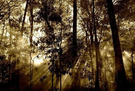 森林，太阳，射线，雾，自然，树，梁