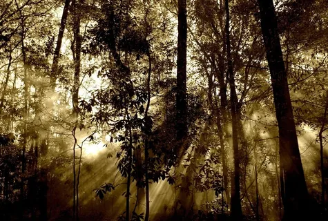 森林，太阳，射线，雾，自然，树，梁