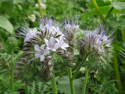 Phacelia Tanacetifolia，蕾丝Phacelia，蓝色艾菊