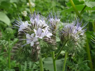 Phacelia Tanacetifolia，蕾丝Phacelia，蓝色艾菊