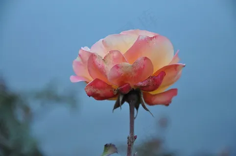 玫瑰,花,性质,宏,粉红色,玫瑰,绿色,叶 玫瑰,花,性质,宏,粉红色,玫瑰,绿色,叶