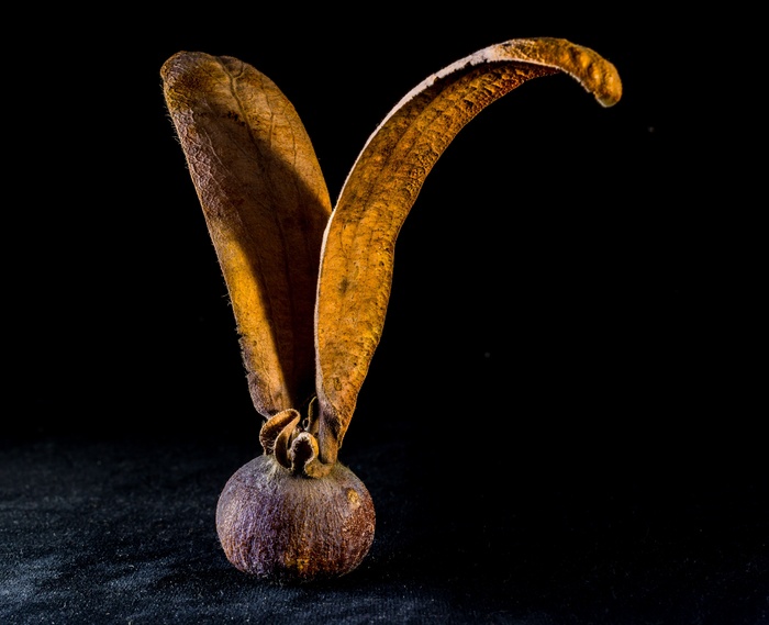 种子，发芽，柚木种子，种子球，机翼