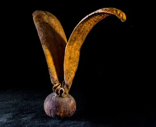 种子，发芽，柚木种子，种子球，机翼