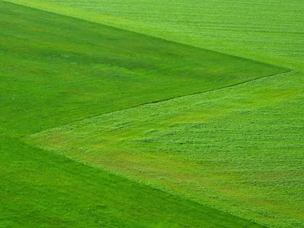 草地，绿色，草，自然，景观，广场