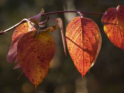 秋天，秋，叶子，Laubwerk，叶子，自然