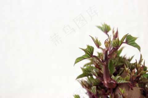 甘薯，新芽，有机，漂亮，甜，马铃薯