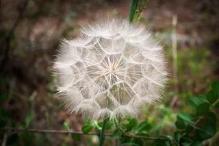 吹球，蒲公英，春天，种子，野花，植物