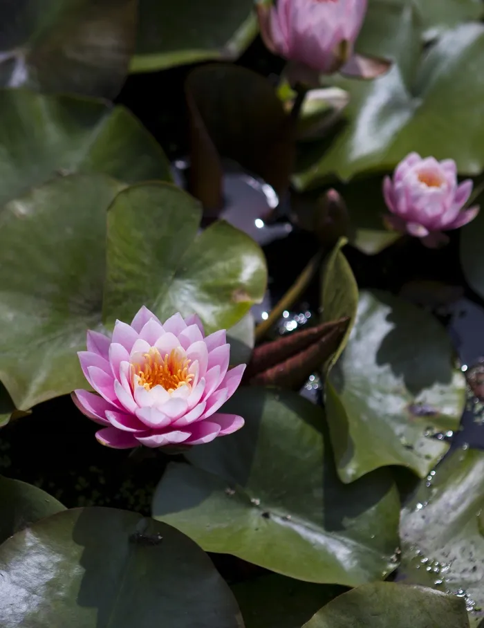 睡莲，粉红色，莲花，水生