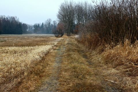 秋景，冬天，离开，自然教育径，弗罗斯特，草，植物