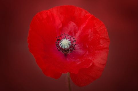 花，罂粟，红色，红色的花，开花，厂