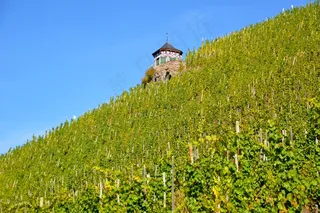 葡萄园，Bernkastel Kues，葡萄酒，斜坡，葡萄藤，葡萄