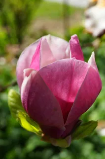 玉兰花,关闭,性质,玉兰花 玉兰花,关闭,性质,玉兰花