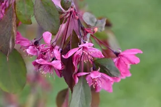 树干，观赏树，观赏植物，鲜花，粉红色