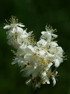 花序,Dropwort,花,植物,开花,盛开 花序,Dropwort,花,植物,开花,盛开