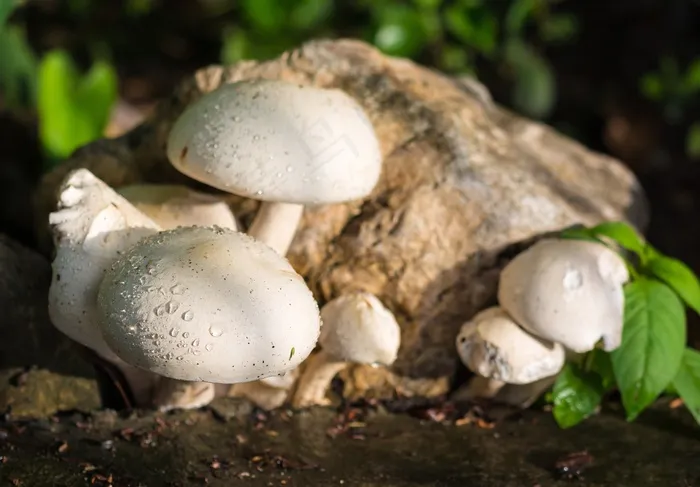 蘑菇，自然，白色，雨滴