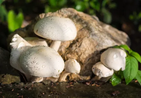 蘑菇,自然,白色,雨滴 蘑菇,自然,白色,雨滴