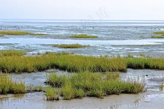 瓦登海，北海，海岸，海滩，草