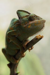 也门变色龙，Chamaeleo Calyptratus，变色龙