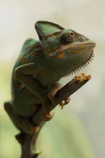 也门变色龙,Chamaeleo Calyptratus,变色龙 也门变色龙,Chamaeleo Calyptratus,变色龙