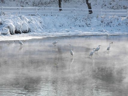 白鹭，高句川，冬季，日本，岐阜，鸟，飞