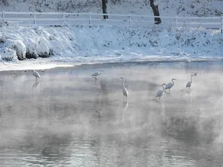 白鹭，高句川，冬季，日本，岐阜，鸟，飞