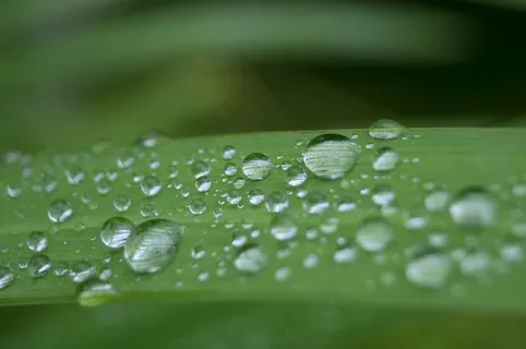 滴水,水,叶子,一滴水,绿色,雨,露水 滴水,水,叶子,一滴水,绿色,雨,露水