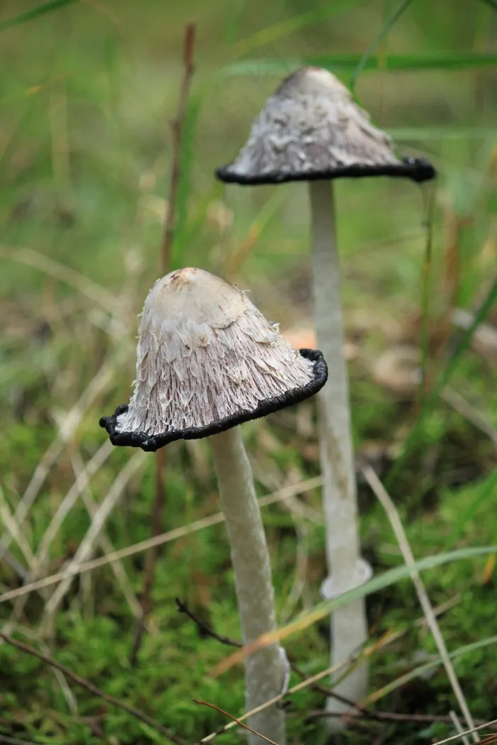 蘑菇，Tintenschoepfling，森林，秋季，自然
